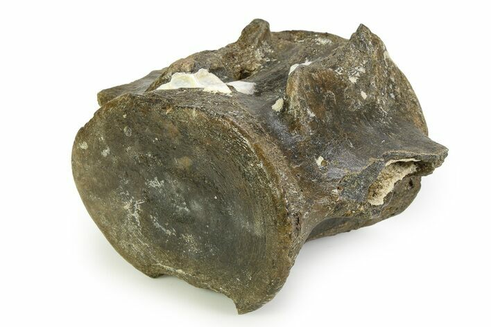 Fossil Whale Thoracic Vertebra - South Carolina #351100